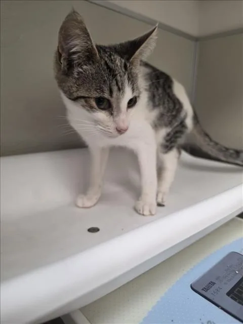 A baby small-sized male Domestic Short Hair cat named Ciabatta for adoption in Tracy, CA