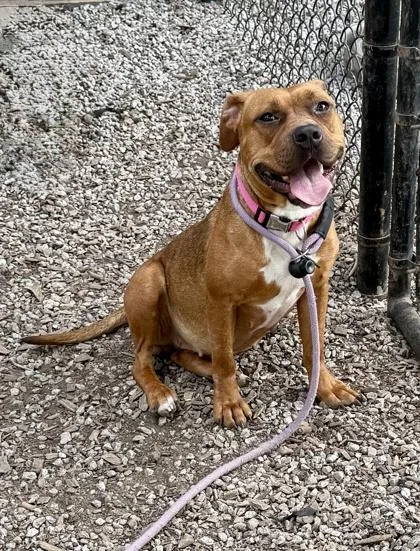 An adult medium-sized female Mixed Breed dog named Reada for adoption in Chamblee, GA