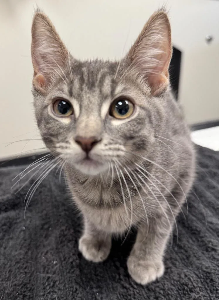 A baby small-sized female Domestic Short Hair cat named Garnet for adoption in Gilbert, AZ