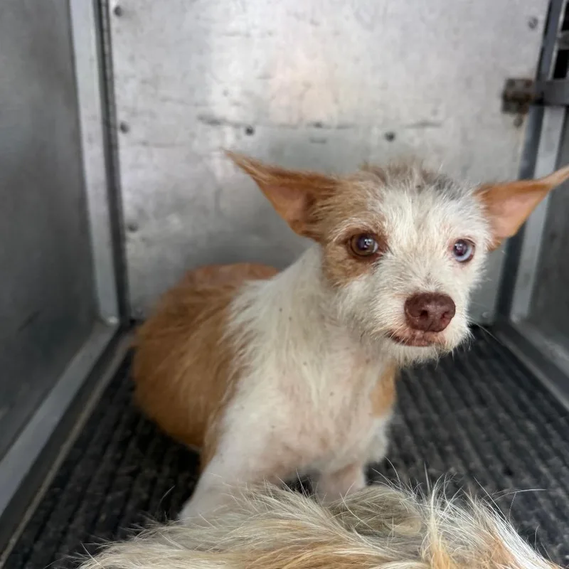 An adult small-sized female Brown / Chocolate Terrier dog named RiRi for adoption in Edinburg, TX