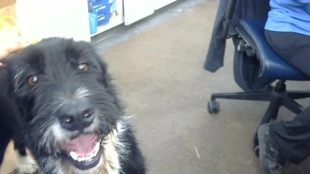 An adult large-sized male Mixed Breed dog named Doki for adoption in Dallas, TX