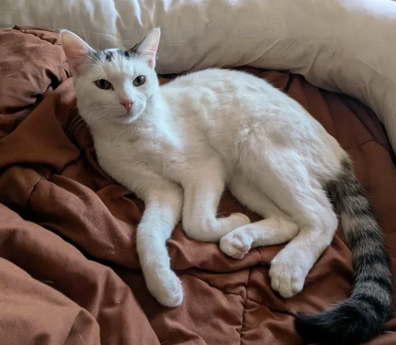 A young medium-sized male Domestic Short Hair cat named James for adoption in Manchester, CT