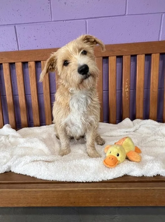 A young small-sized male Wheaten Terrier dog named Tucker for adoption in North Prairie, WI