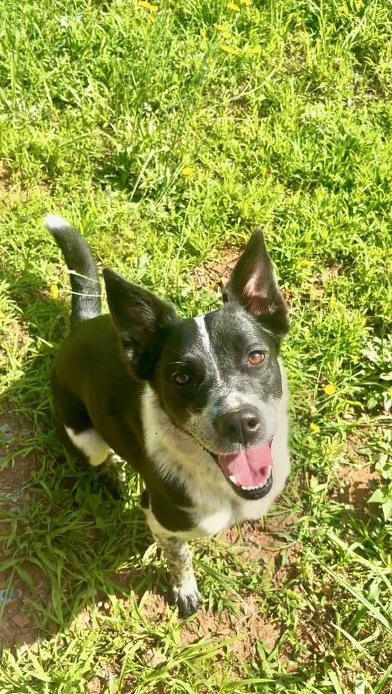 A young medium-sized female Mixed Breed dog named Chevy for adoption in Chattanooga, TN