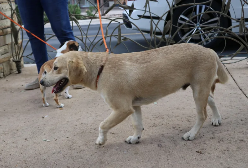 A baby medium-sized male Yellow / Tan / Blond / Fawn Shepherd dog named Thor Ve for adoption in Pflugerville, TX