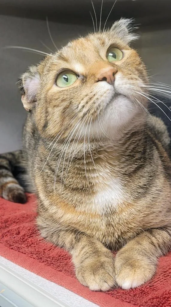 An adult medium-sized female Domestic Short Hair cat named Precious for adoption in Bloomington, IN