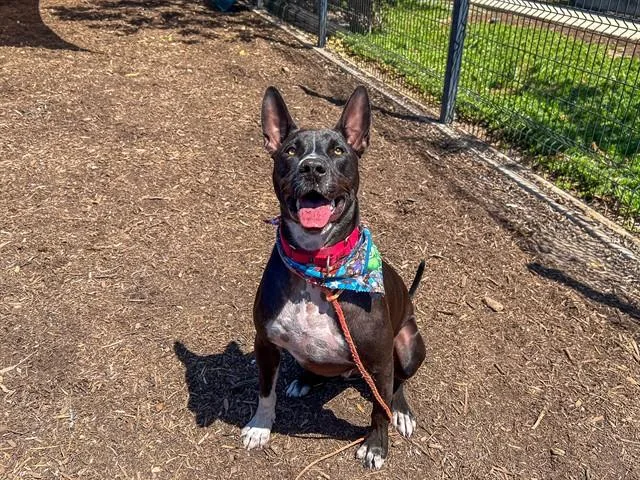 A young large-sized male Pit Bull Terrier dog named Louie for adoption in Tustin, CA