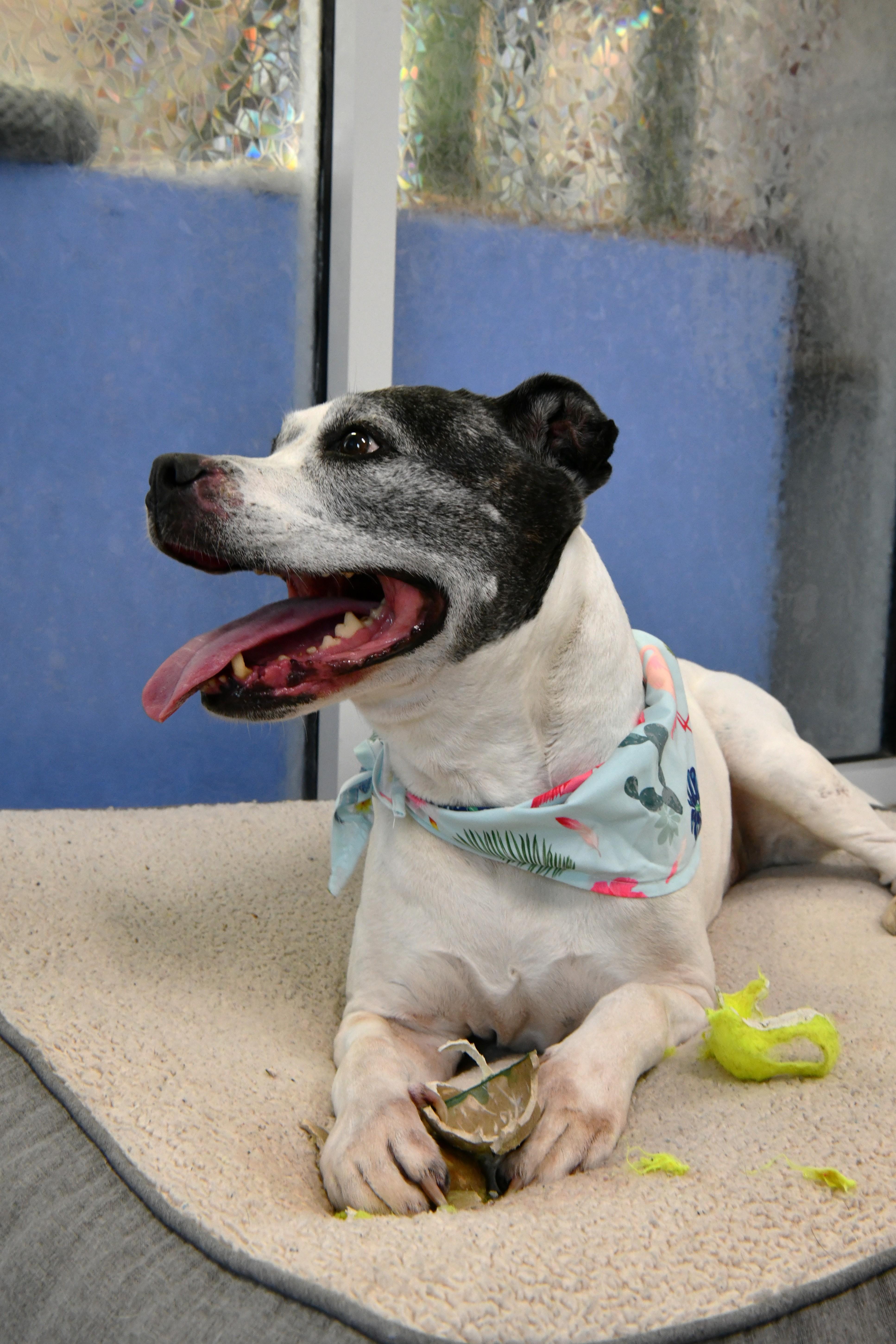 A senior medium-sized female Black American Staffordshire Terrier dog named Dolores for adoption in Fairhope, AL