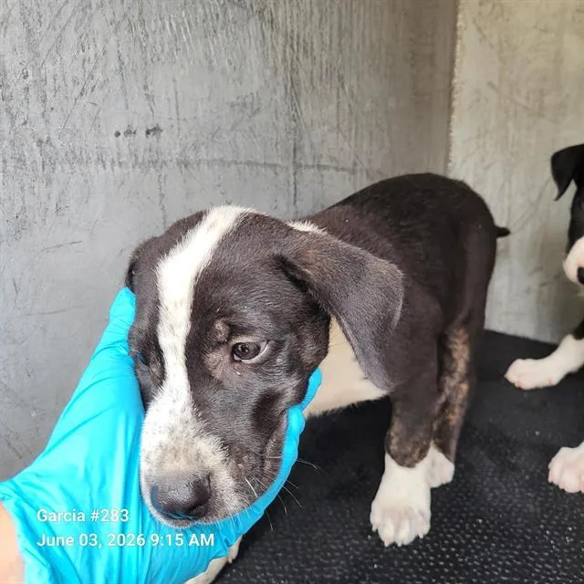 A baby small-sized male Labrador Retriever dog named Bits for adoption in San Antonio, TX