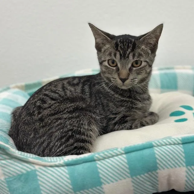 A baby medium-sized male Brown / Chocolate Domestic Short Hair cat named Austin for adoption in Newberg, OR