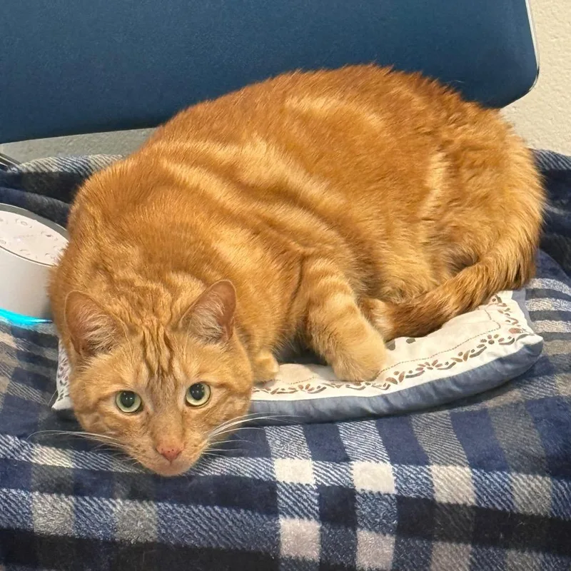 An adult large-sized male Orange / Red Domestic Short Hair cat named Lewey for adoption in Fairport, NY