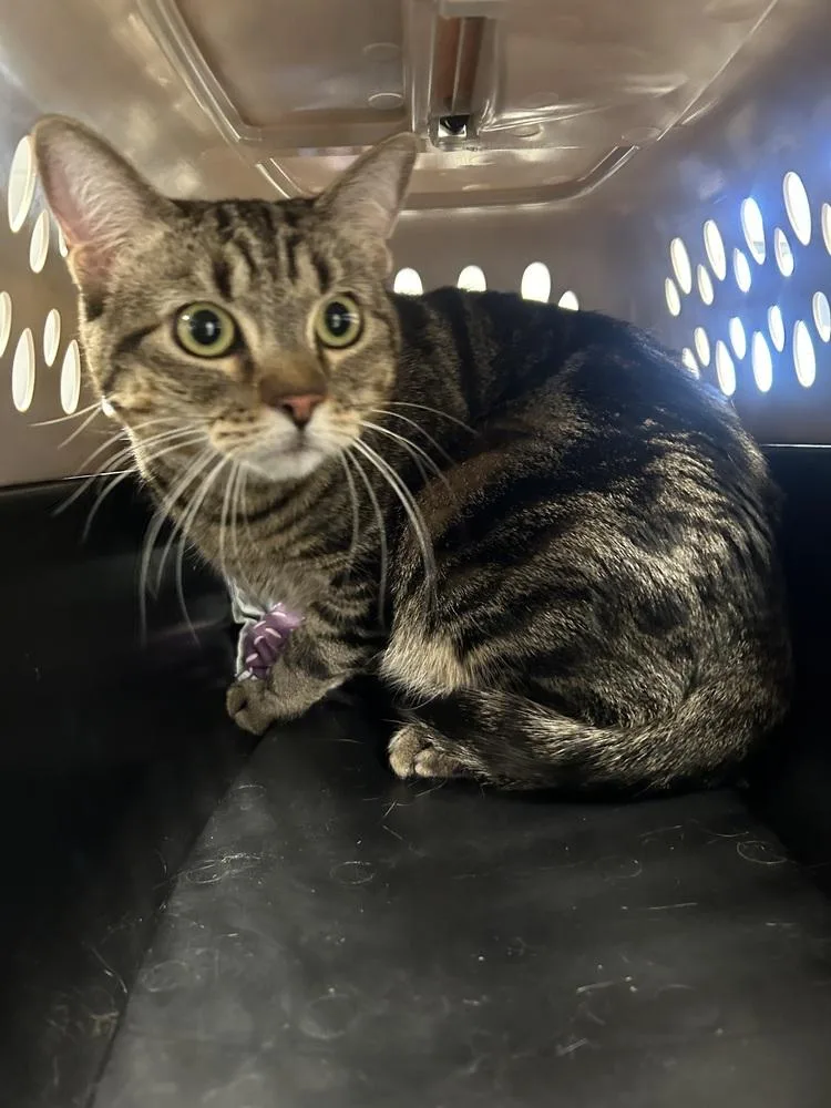 An adult large-sized female Tabby (Brown / Chocolate) Domestic Short Hair cat named Violet for adoption in Ontario, CA