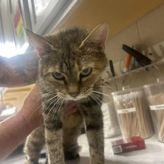 An adult medium-sized female Domestic Short Hair cat named Liberty for adoption in Lewisburg, WV