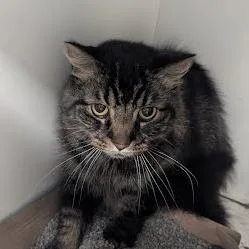An adult small-sized male Brown / Chocolate Domestic Long Hair cat named Sherman for adoption in Jeffersonville, IN