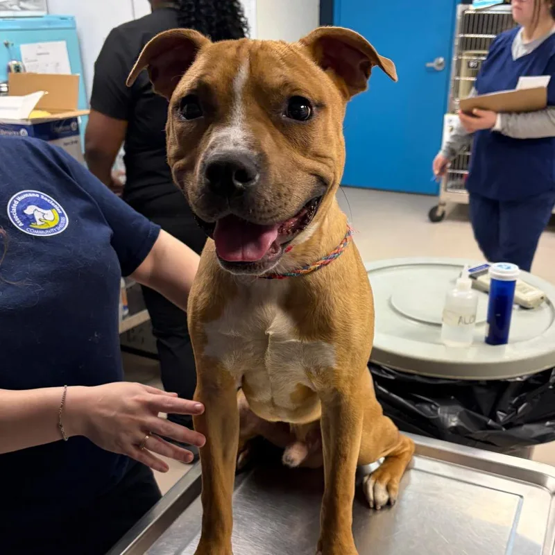 An adult medium-sized male Yellow / Tan / Blond / Fawn Pit Bull Terrier dog named Mumbo for adoption in Newark, NJ