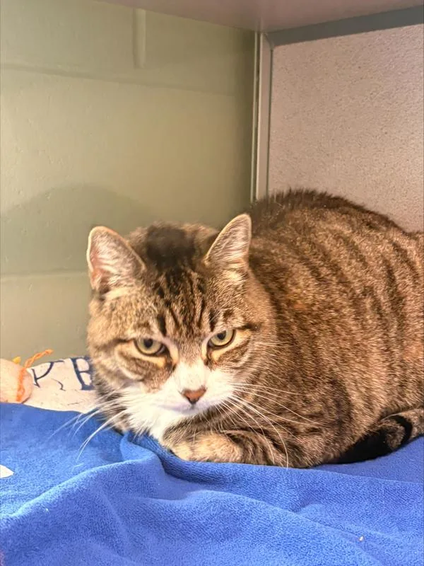 An adult large-sized male Domestic Short Hair cat named Max for adoption in Stratham, NH