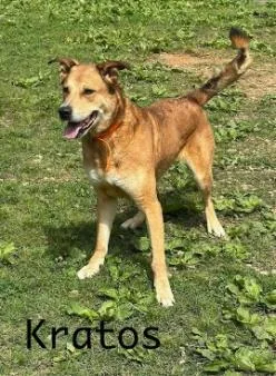An adult large-sized male Carolina Dog dog named Kratos for adoption in Cincinnati, OH