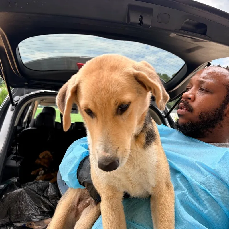 A baby medium-sized male Apricot / Beige Mixed Breed dog named Bush for adoption in LOXAHATCHEE, FL