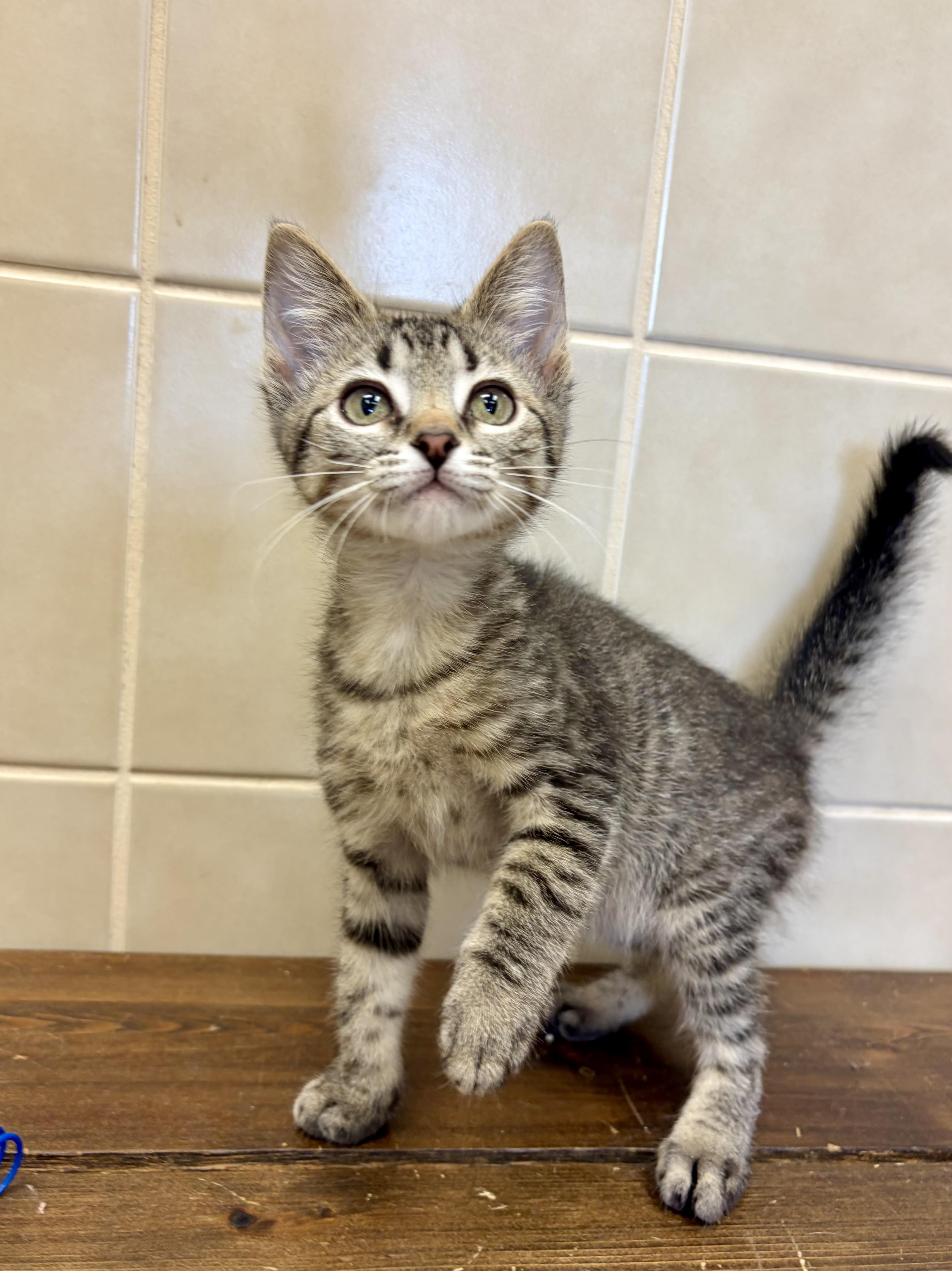 A baby medium-sized male Domestic Short Hair cat named Timmy for adoption in Kerrville, TX