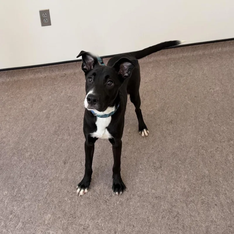 Ears