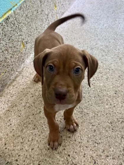 A baby medium-sized male Hound dog named Jazz for adoption in Picayune, MS