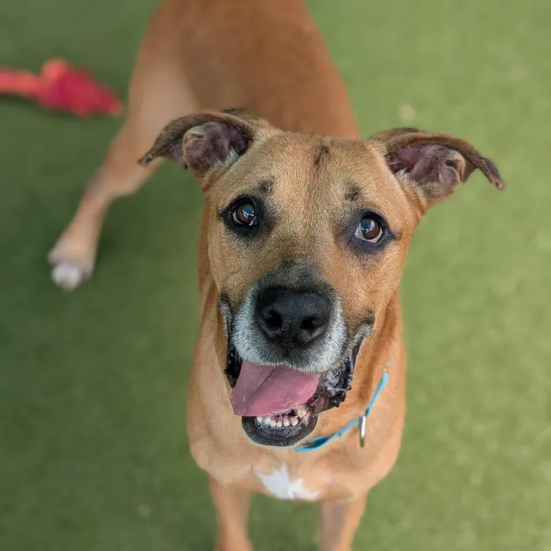 An adult large-sized male Yellow / Tan / Blond / Fawn Great Dane dog named Custard for adoption in Lakeland, FL