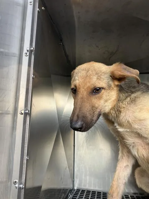 A young medium-sized male Mixed Breed dog named Jupiter for adoption in Dallas, TX