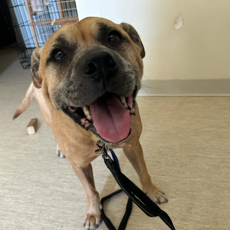 A senior medium-sized female Apricot / Beige Mixed Breed dog named Lilly for adoption in Red House, WV