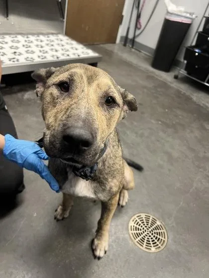 An adult medium-sized female American Staffordshire Terrier dog named B Mrs. Puff for adoption in North Charleston, SC