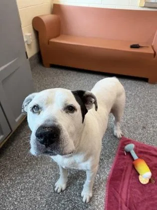 A senior large-sized male American Bulldog dog named Colonel Sanders for adoption in Westland, MI