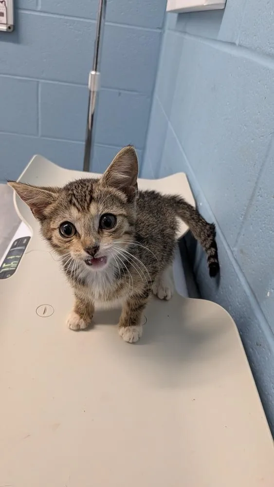 A baby small-sized male Domestic Short Hair cat named Mumford for adoption in Evansville, IN
