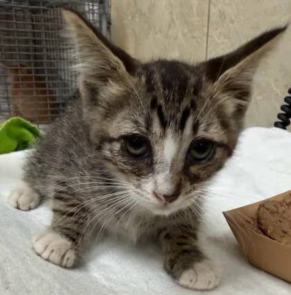 A baby small-sized male Domestic Short Hair cat named Calvin for adoption in Honolulu, HI