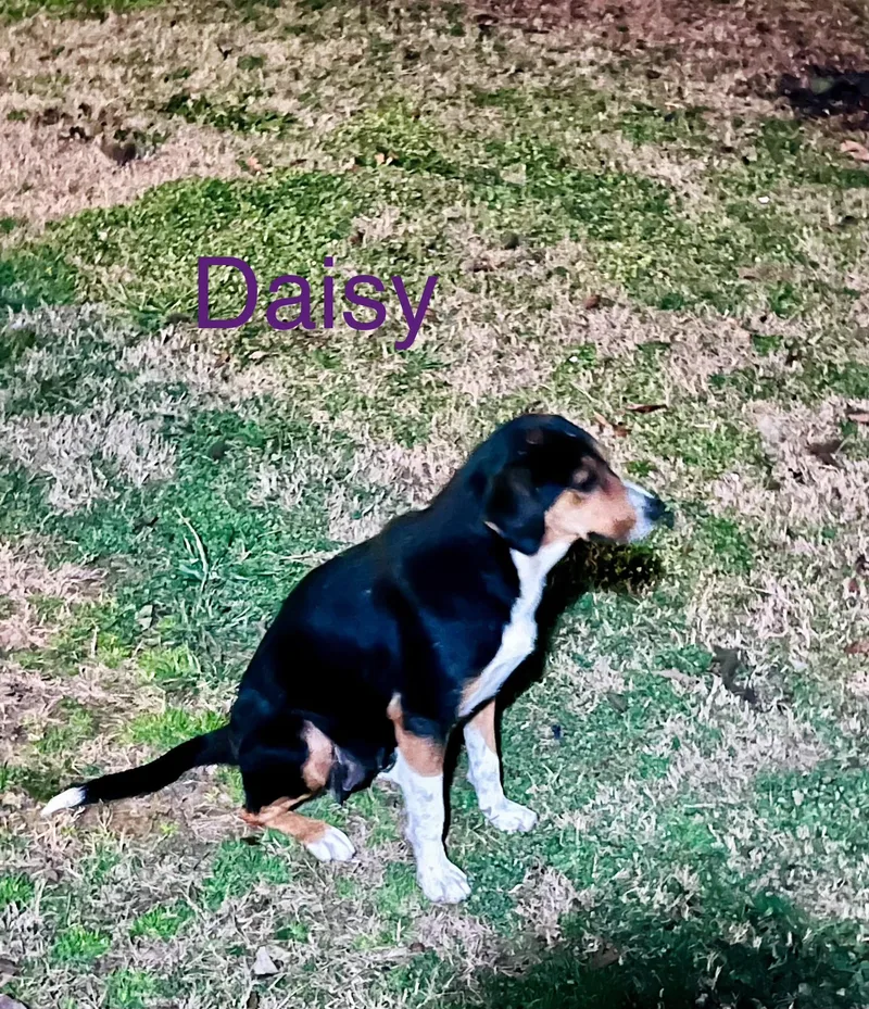Daisy