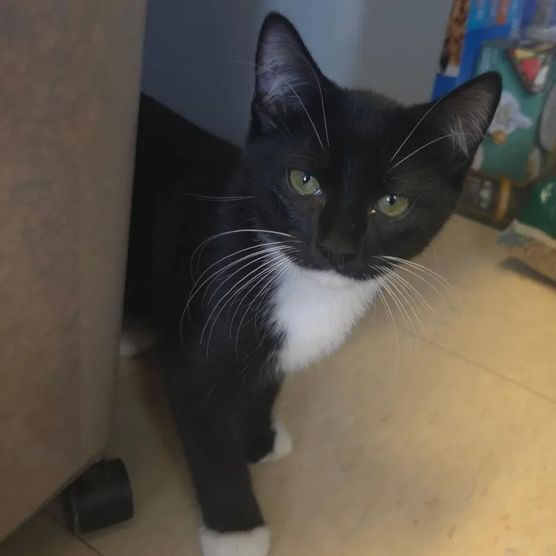 A baby medium-sized male Domestic Short Hair cat named Bubonic Plague for adoption in Warwick, RI