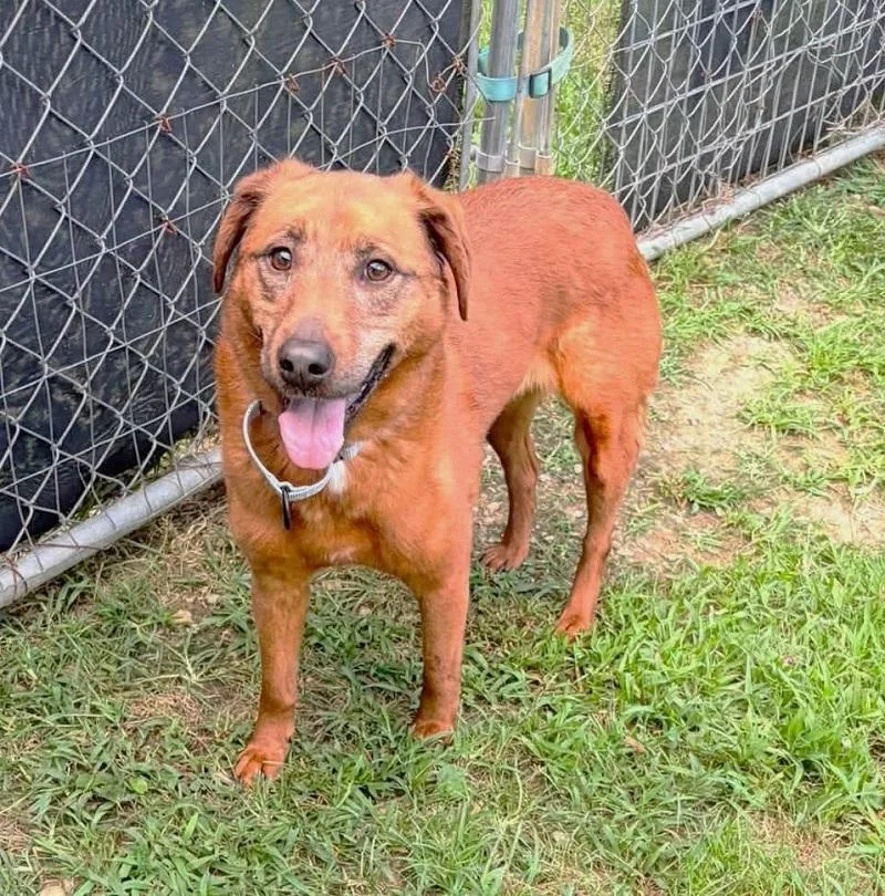 An adult medium-sized female Red / Chestnut / Orange Retriever dog named Zelda for adoption in Pegram, TN