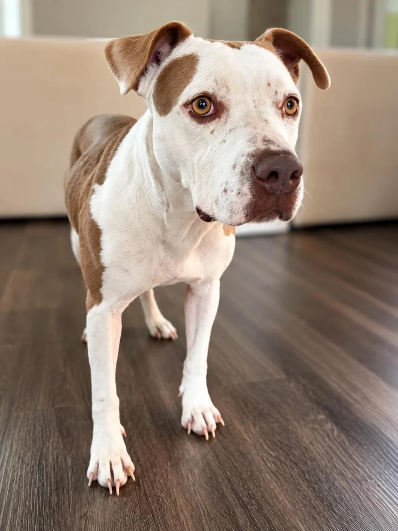 A young medium-sized female American Staffordshire Terrier dog named Princess for adoption in Houston, TX