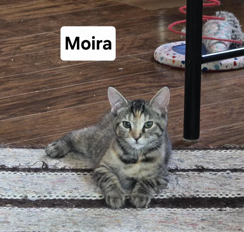 Moira thumbnail 2