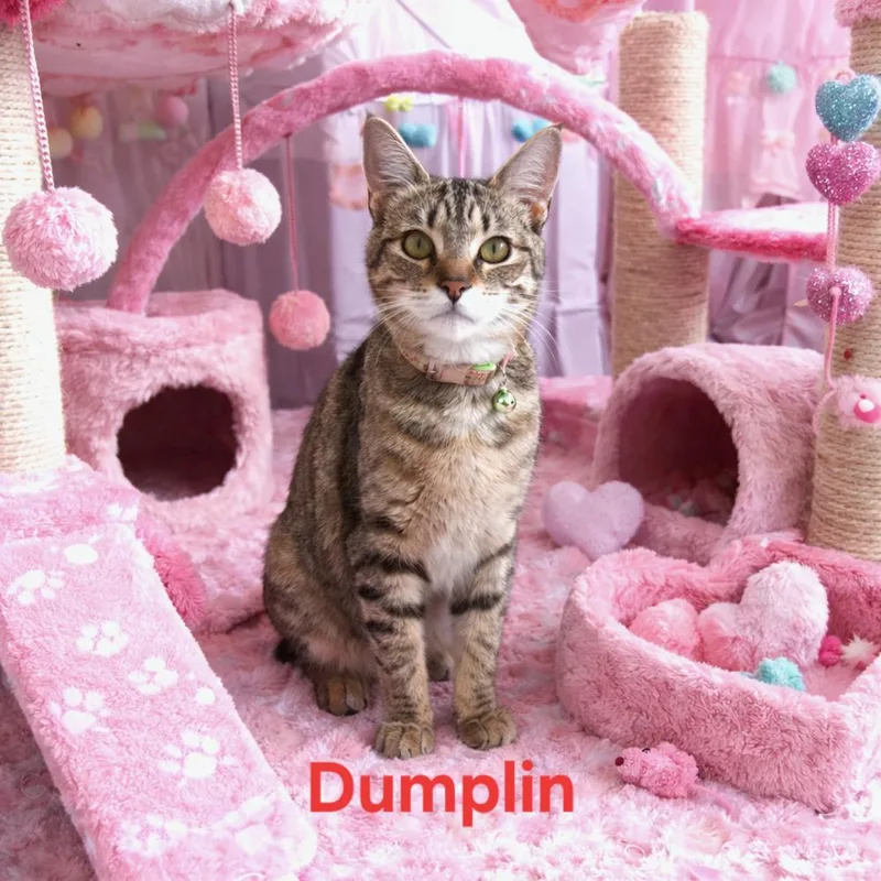 Dumplin T thumbnail 2