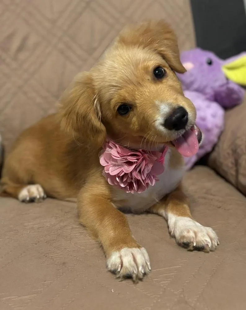 A baby small-sized female Golden Retriever dog named Ava for adoption in North Reading, MA