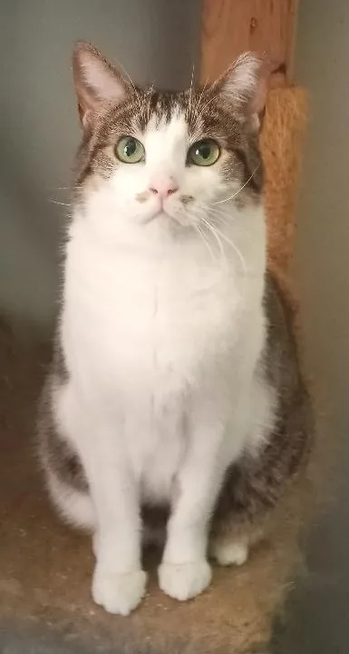 An adult medium-sized female Tabby (Brown / Chocolate) Domestic Short Hair cat named Amewlia for adoption in Cookeville, TN