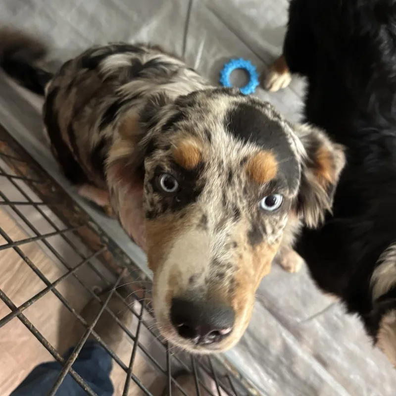 A baby medium-sized male Australian Shepherd dog named Bear for adoption in Thompson Falls, MT