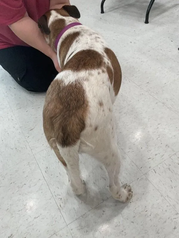 A young medium-sized female Brown / Chocolate Mixed Breed dog named Muffin for adoption in Hobbs, NM