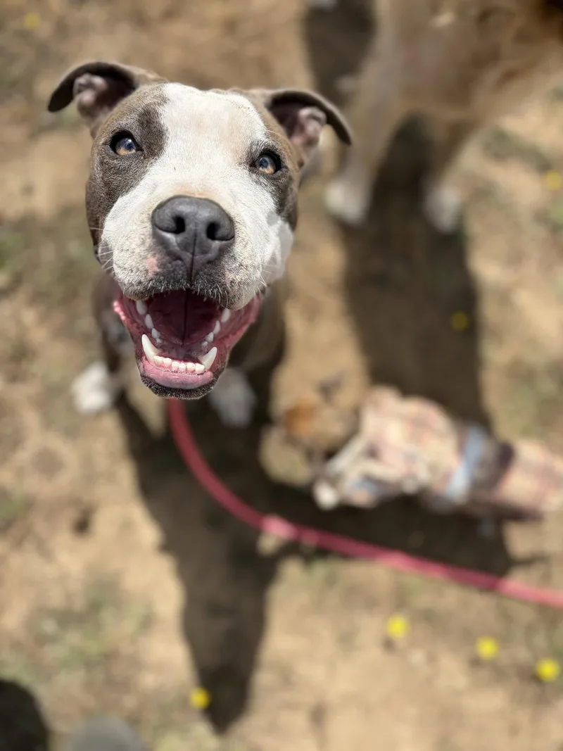 A young medium-sized female Pit Bull Terrier dog named Porsche for adoption in San Francisco, CA