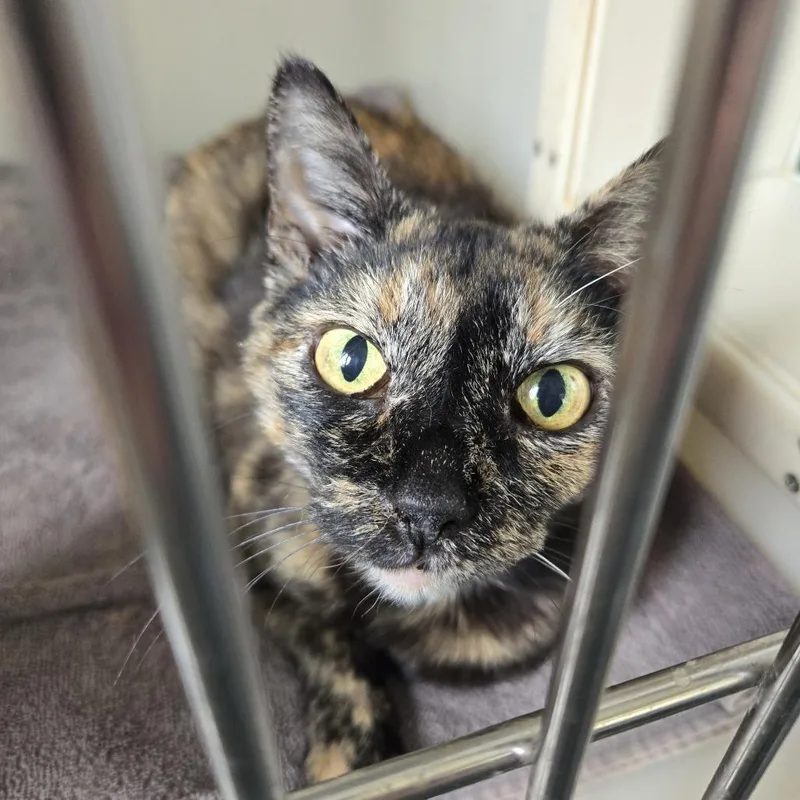 An adult medium-sized female Torbie Domestic Short Hair cat named Arizona for adoption in Tawas City, MI