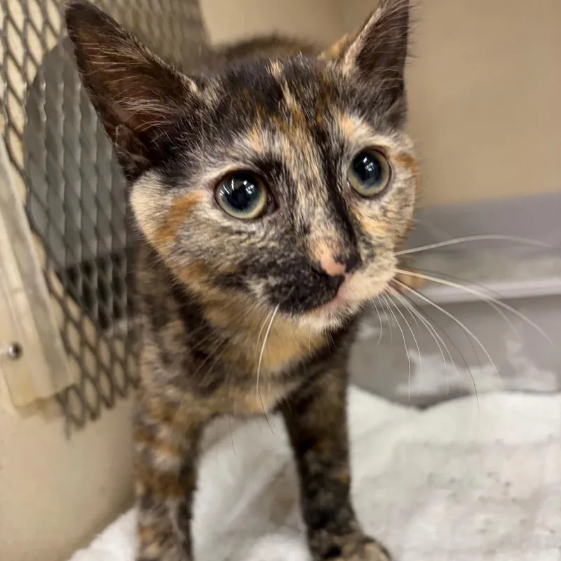 A baby small-sized female Black Domestic Short Hair cat named Winnie for adoption in Hamburg, NY