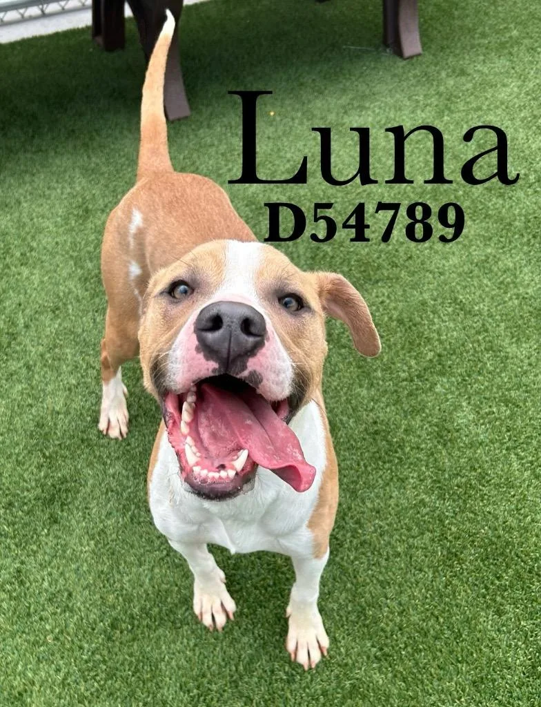 Luna