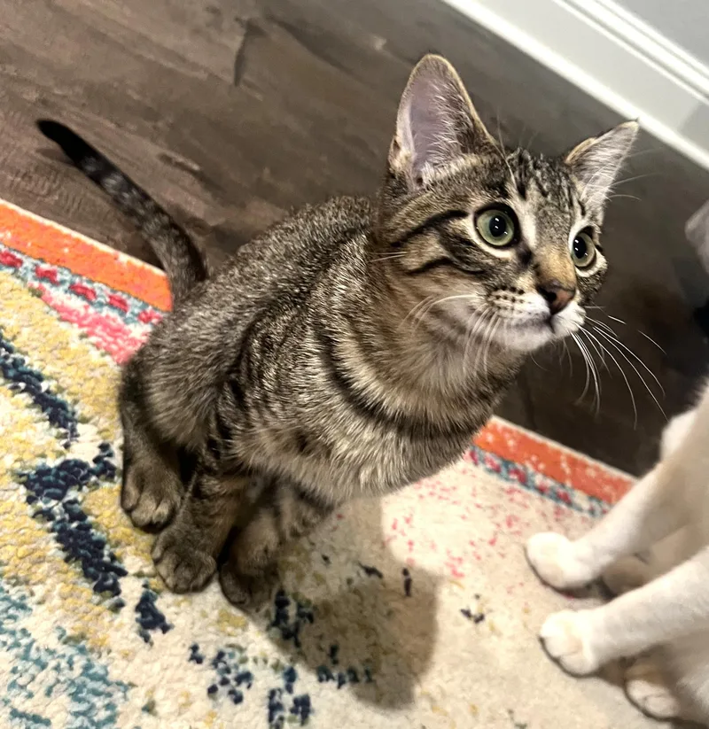 A young medium-sized male Tabby (Gray / Blue / Silver) Domestic Short Hair cat named River for adoption in Bentonville, AR