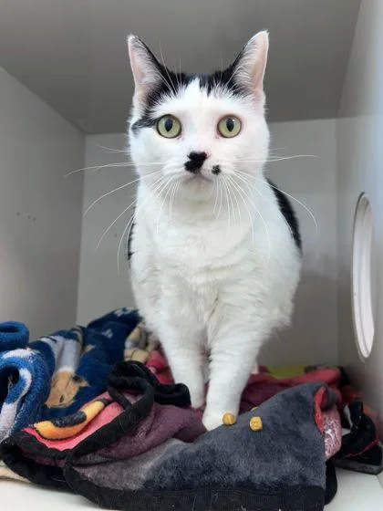 A young small-sized female Domestic Short Hair cat named Marilyn Meowroe for adoption in Manteo, NC