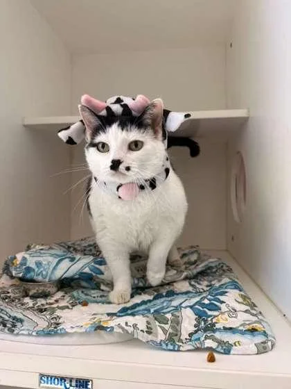 Marilyn Meowroe thumbnail 2