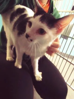 Marilyn Meowroe thumbnail 3